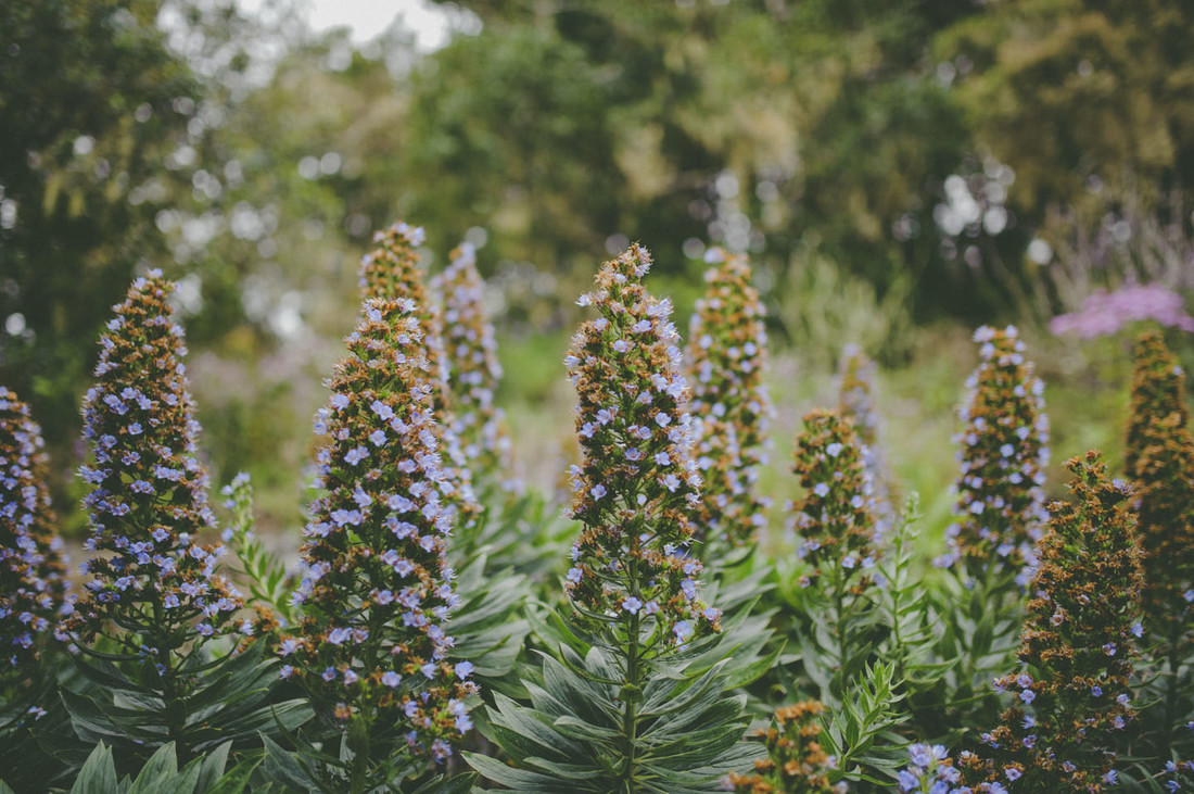 fotógrafos de boda en Tenerife