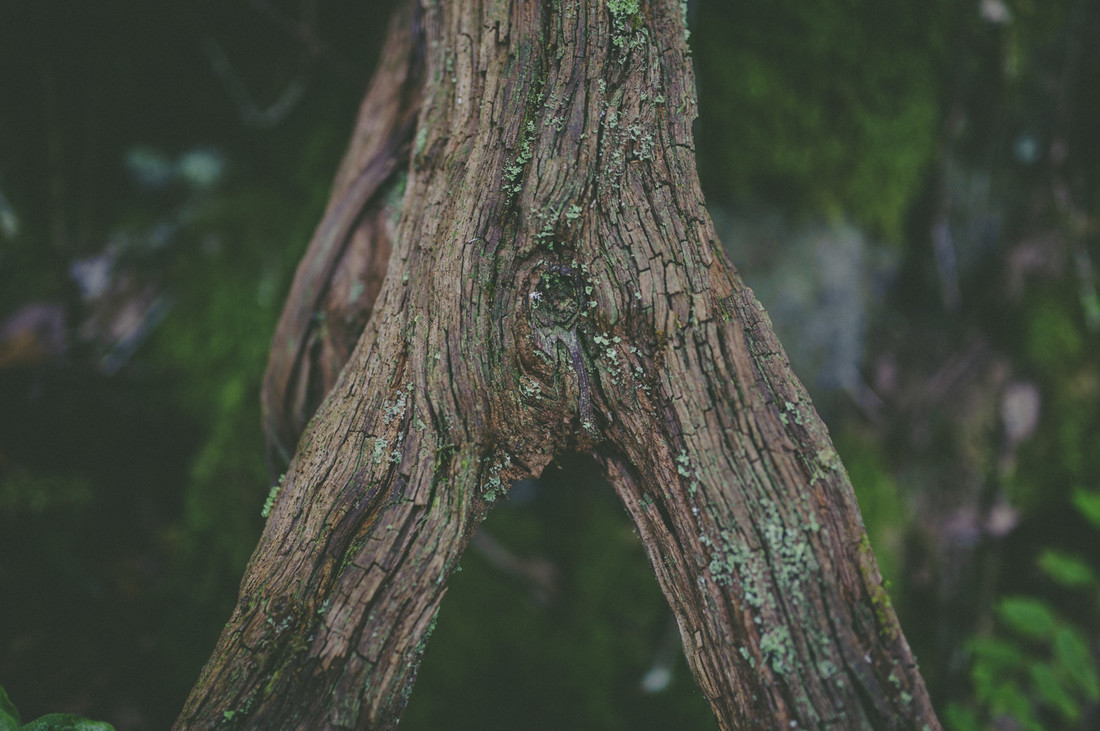 wedding in La Gomera